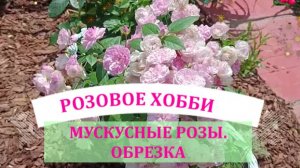 ОБРЕЗАЮ МУСКУСНЫЕ РОЗЫ