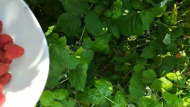 Ягода малинка Хабиб залетает в топ... смотреть онлайн