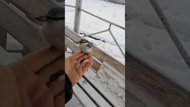 Поползень и Снегирь смотреть онлайн