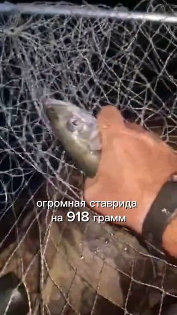 Огромная ставрида почти на килограмм в Абхазии