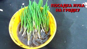 Сажаем лук Эксибишен на грядку.