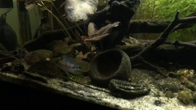 Apistogramma baenschi pair in blackwater aquarium смотреть онлайн