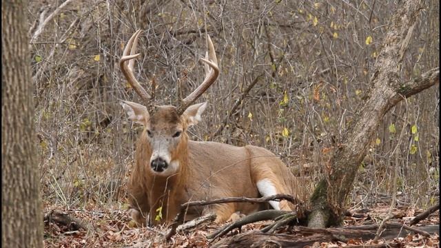 Whitetail Deer Buck Up Close смотреть онлайн