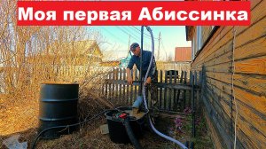 Моя первая абиссинская скважина! Первый "блин" комом! Перебурился, но есть нюанс.