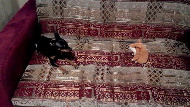 Говорящий хомяк и Бесстрашный Пёс (Talking Hamster vs. Brave Doggy) смотреть онлайн