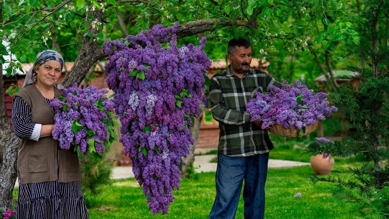 Варенье из Цветов Сирени : Простой Рецепт Весеннего Аромата смотреть онлайн