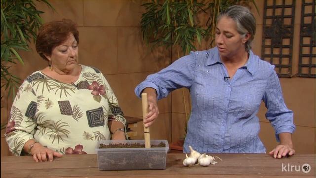 Grow garlic |Trisha and Dripping Springs Garlic Queens |Central Texas Gardener смотреть онлайн