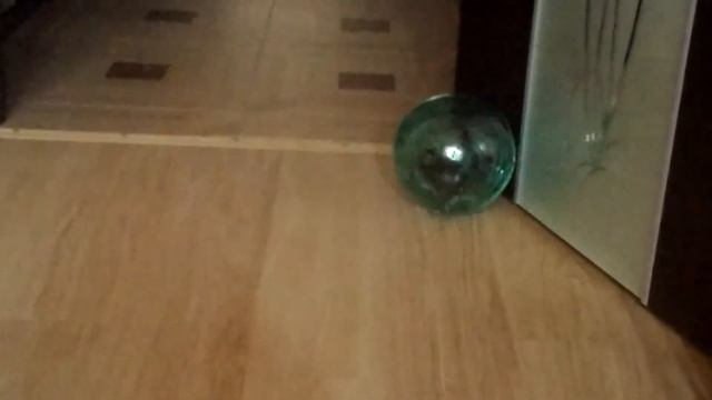 Джесси бегает в новом шаре))) смотреть онлайн