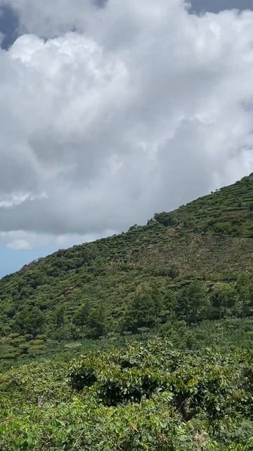 View Of Coffee Farm Los Pirineos, El Salvador