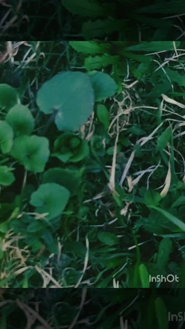 Прекрасная весна.mp4 смотреть онлайн