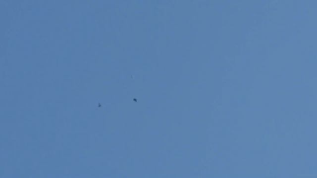 Птичка начинает лететь. смотреть онлайн