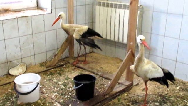 Аисты смотреть онлайн