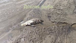 Рыбалка на Амуре 19 04 2025
