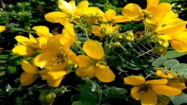 C A S S I A - I M P E R I A L - ! смотреть онлайн