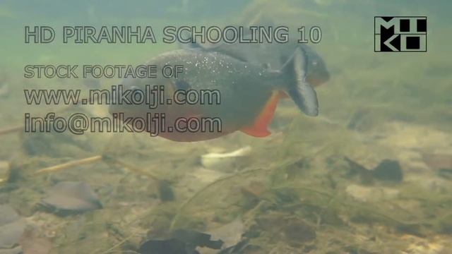 HD PIRANHA SCHOOLING 10 смотреть онлайн