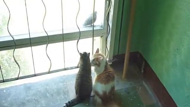 Гаврики и голубь смотреть онлайн
