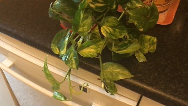 Houseplant unboxing : epipremnum, philodendron and rhaphidophora …! смотреть онлайн