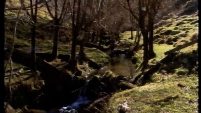 Poplar and Willow Pole Planting for Erosion Control смотреть онлайн