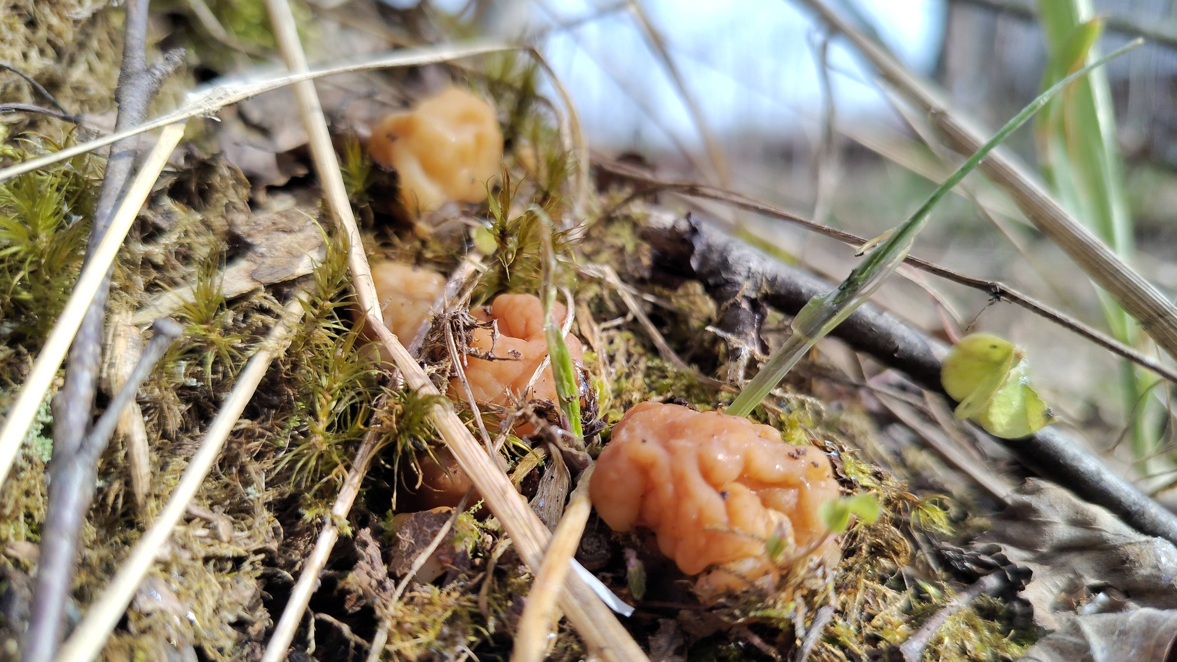 Ура! Строчки пошли в рост. Сбор саркосцифы. смотреть онлайн