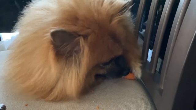 Pomeranian Dog ( Charlie ) Eating Carrot - Crunching Sound ASMR
