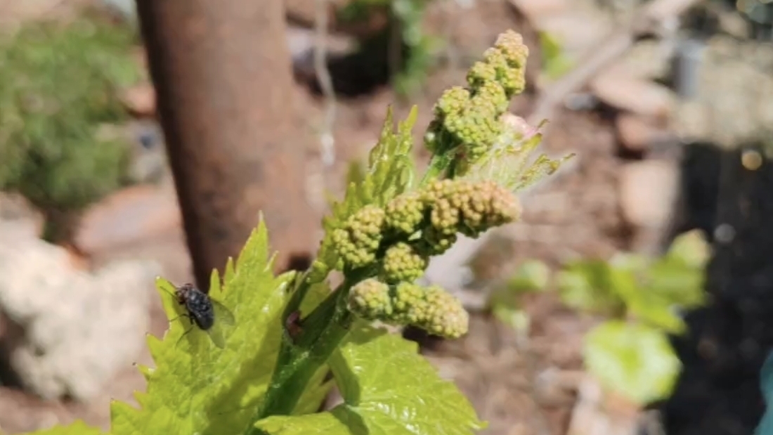 Обрезка винограда принесла свои плоды смотреть онлайн