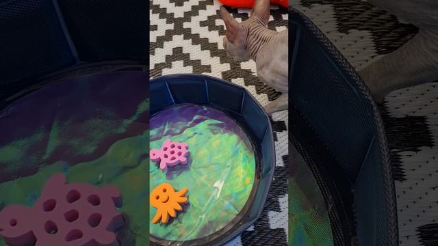 Необычное развлечение для кошек /Небольшой Бассейн для кошек, когда жарко вообще идеально .
