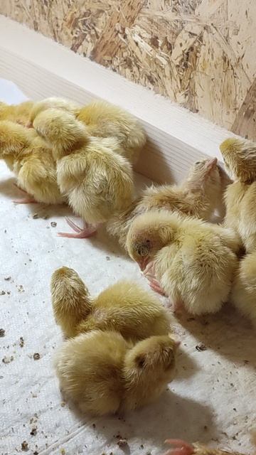 Перепёлки в первые сутки после инкубации. Результат 16 штук из 16 яиц! смотреть онлайн