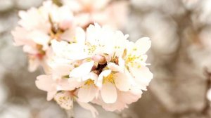 Весна пришла - Александр Найдёнов