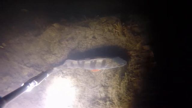 Кусочек удивительного подводного мира Орели. 08. 10. 2019г. Окунь и его друг усатый рак :) смотреть онлайн