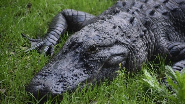 Dj Aligator-BeatBox смотреть онлайн