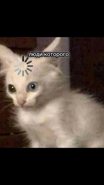 #коты #котики #котик #мем #кот смотреть онлайн