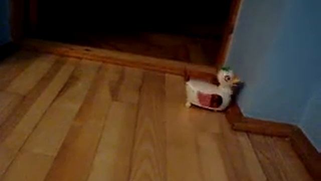 Утка несущая золотые яица.MPG