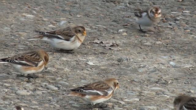 Snow Buntings Plectrophenax nivalis смотреть онлайн