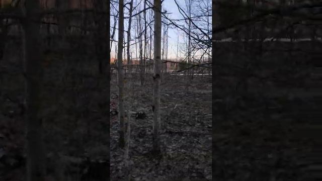 тетерев смотреть онлайн