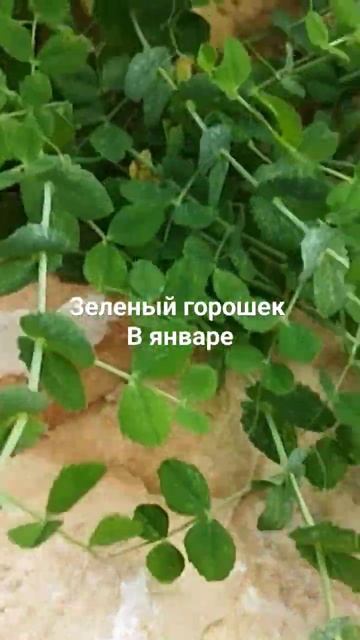 Зеленый горошек вырос в январе🔥