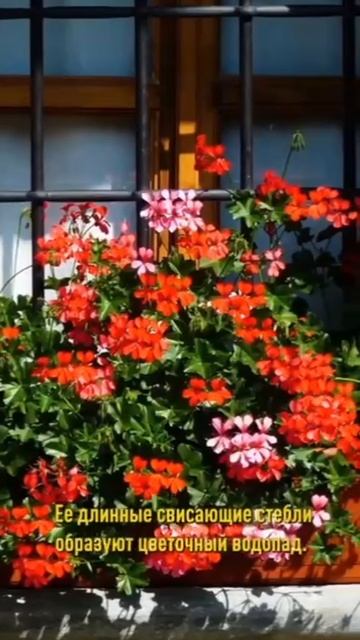 🌸 Топ-10 лучших цветов для вашего сада! Цветут все лето! 🌼 смотреть онлайн