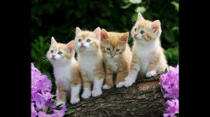 Пони в лагере 2 |14 серия| Лилу уже бесит!