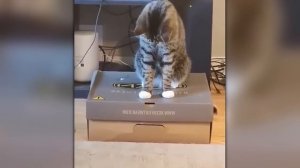 Это НУЖНО Видеть / Безумные Случаи с Животными Снятые на Камеру