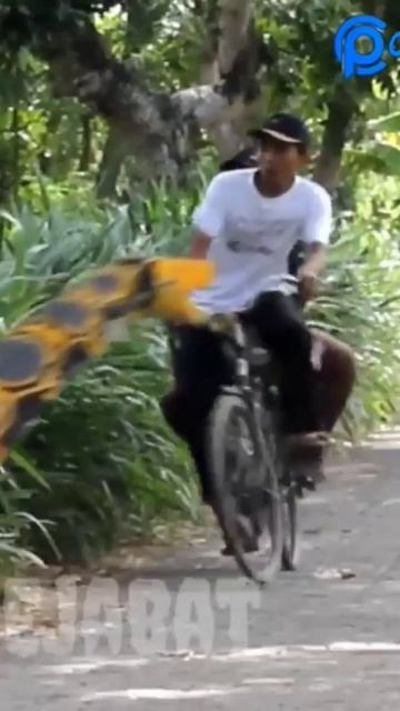 Snake 🐍🐍🐍 Prank | Mad Monkey 🐒🐵 comedy смотреть онлайн