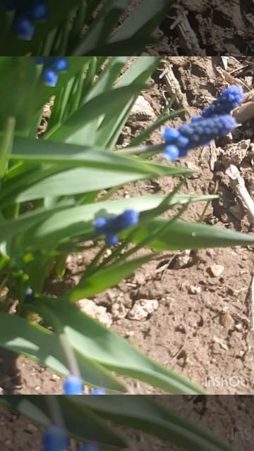 Мускарики.mp4 смотреть онлайн