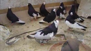 Курские голуби 2013