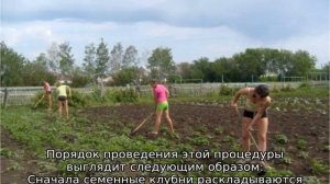 Картофель Инноватор