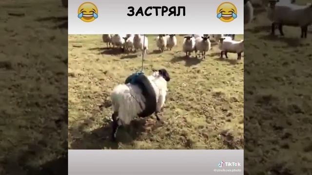 Вот ведь, иногда залезешь и не вылезешь! 🤣