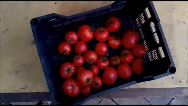 Помидоры открытый грунт! смотреть онлайн