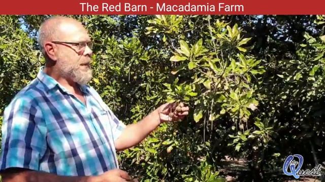 MyQuest - The Red Barn ORGANIC Macadamia Farm