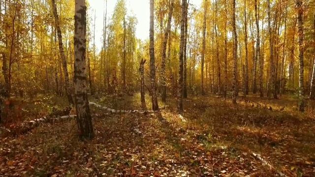 Осень / autumn , dji inspire 1 смотреть онлайн