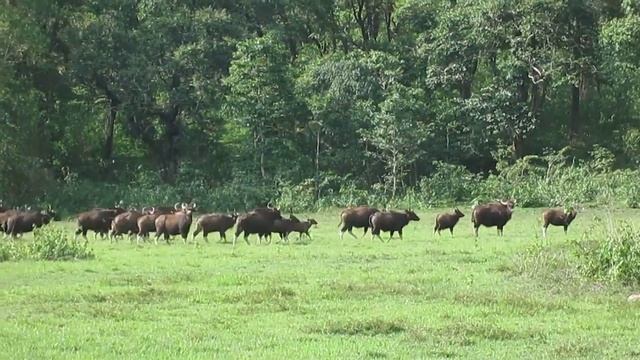32 - Thekkady - Bamboo rafting - стадо бизонов смотреть онлайн