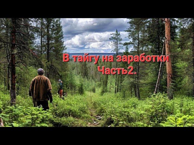 Работаем в тайге.Сбор чаги.Как заработок в деревне. Часть2. смотреть онлайн