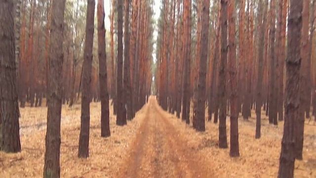Горелый лес смотреть онлайн