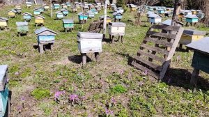 Пасека на Алтае. Пчеловодство. Внесении работы пересадка и ревизия пчёл.